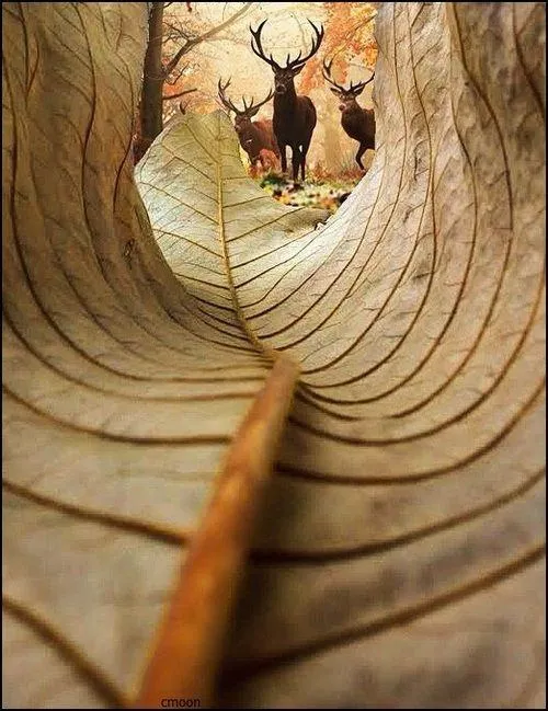 Ảnh art tập trung cảm xúc thị giác hơn kỹ thuật