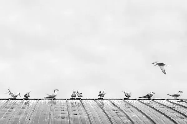 Điều làm nên sức hút bền bỉ của ảnh nghệ thuật đương đại