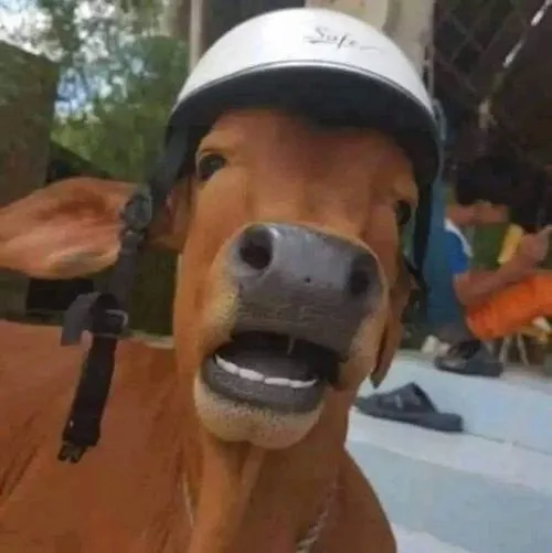 Ảnh hiển thị tông màu nhạt kết hợp bố cục gọn