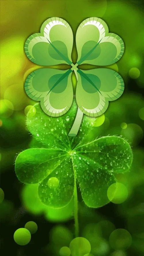 Cuống lá mảnh tạo nét cỏ bốn lá