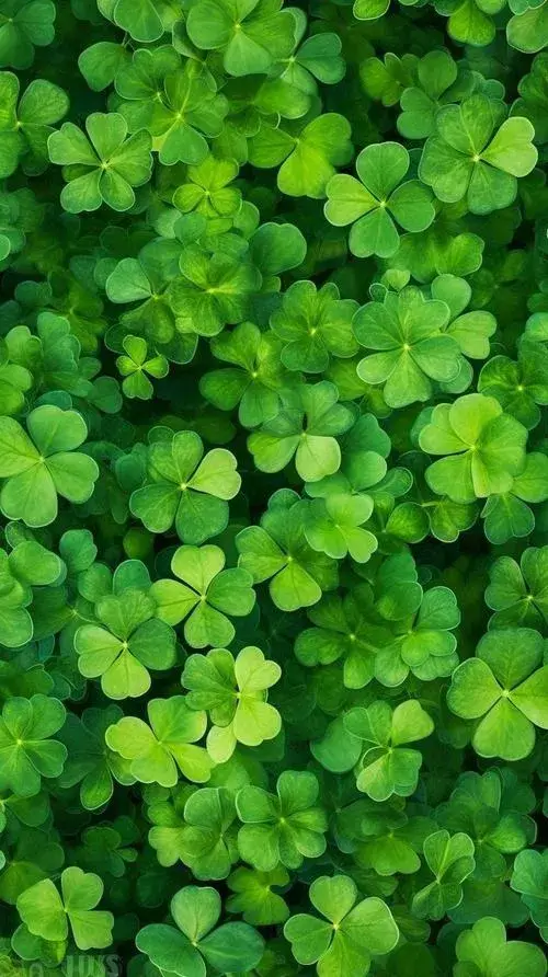 Độ tương phản nhẹ làm nổi cỏ bốn lá