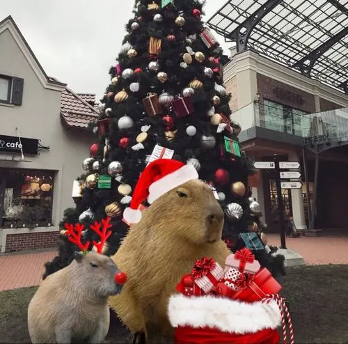 Capybara noel thân thiện giúp tạo ấn tượng đầu tiên nhẹ nhàng