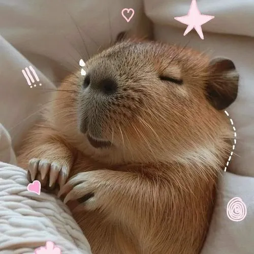 Ảnh đại diện capybara phong cách dễ thương ánh sáng mềm dịu
