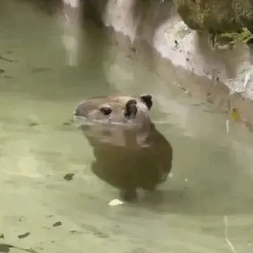 Ảnh đại diện capybara vô tri dành cho người ghét drama