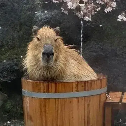 Ảnh hiển thị capybara vô tri ánh mắt lạc hướng hài hước