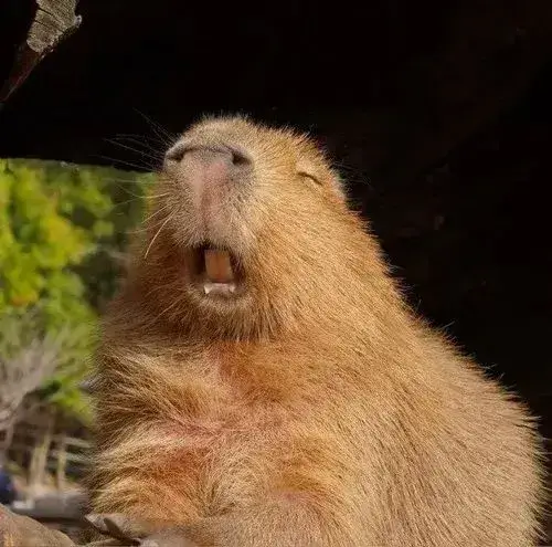 Capybara ngáo ngơ với khoảnh khắc ngẫu nhiên rất chill