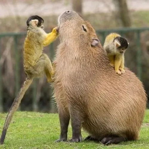 Capybara ngơ nhưng tạo hiệu ứng giải trí mạnh mẽ