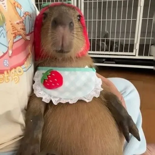 Ảnh đại diện capybara vô tri càng vô nghĩa càng cuốn