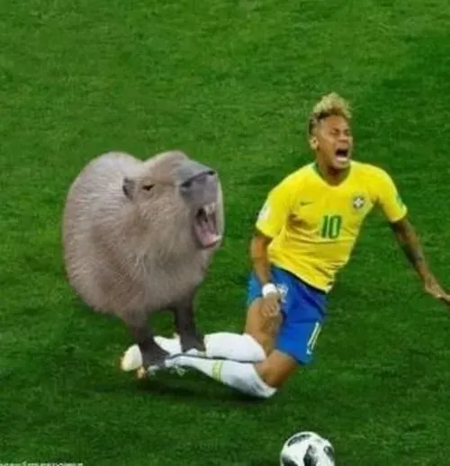 Capybara ánh mắt lạc hướng tạo cảm giác vô tri hài hước