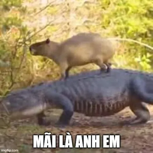 Ảnh đại diện cá nhân capybara ngơ phong cách meme