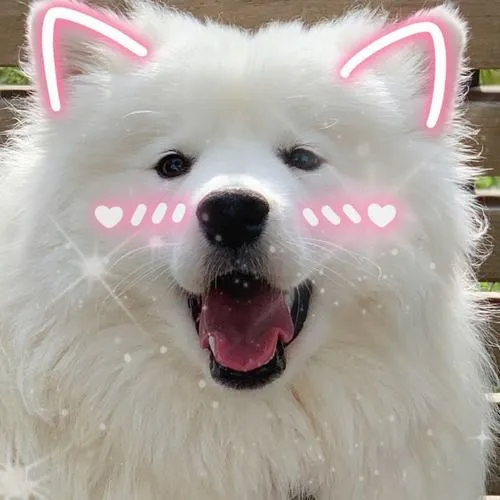 Avatar chó mang cảm xúc gần gũi khiến trang cá nhân trở nên ấm áp hơn