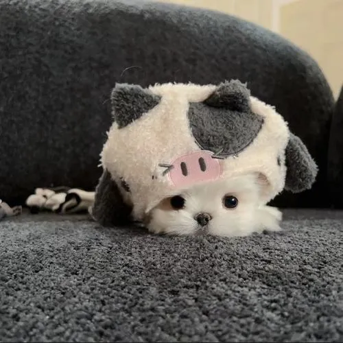 Ảnh profile chó giúp trang cá nhân bớt khô khan và gần người hơn