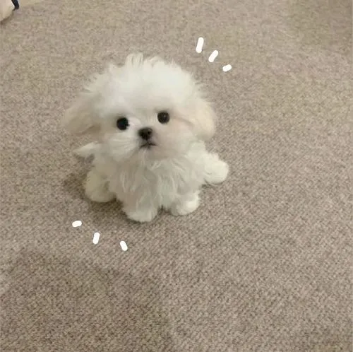 Hình đại diện chó cute thể hiện cá tính rõ ràng qua biểu cảm