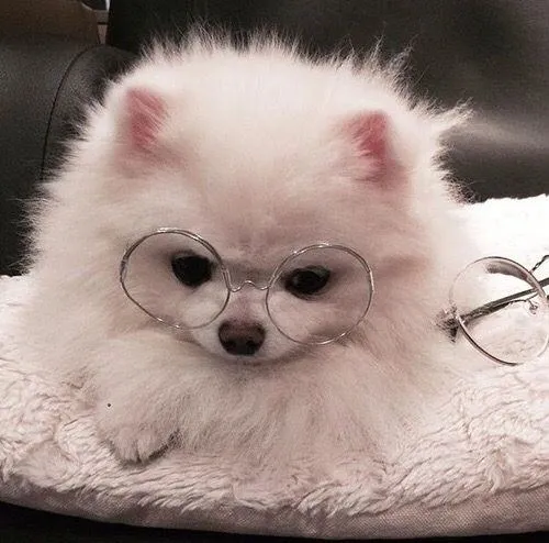 Hình profile chó xinh xắn nhấn ánh sáng mềm tạo chiều sâu