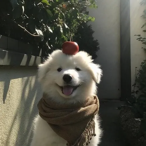 Ảnh đại diện chó gần gũi tôn mõm chó tròn đầy hiền hòa