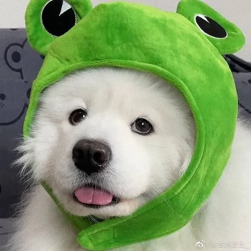 Động vật thân thiện khoe mắt chó sáng thể hiện sự tin cậy