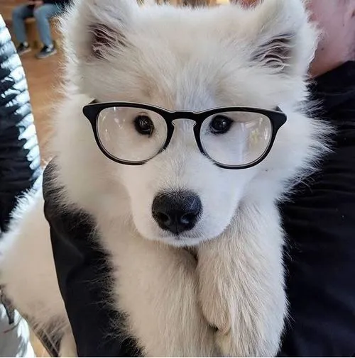 Avatar chó phù hợp cho ai thích sự dễ thương nhưng không phô trương