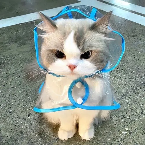 Hình đại diện chó thân thiện nổi bật bộ lông mềm gần gũi