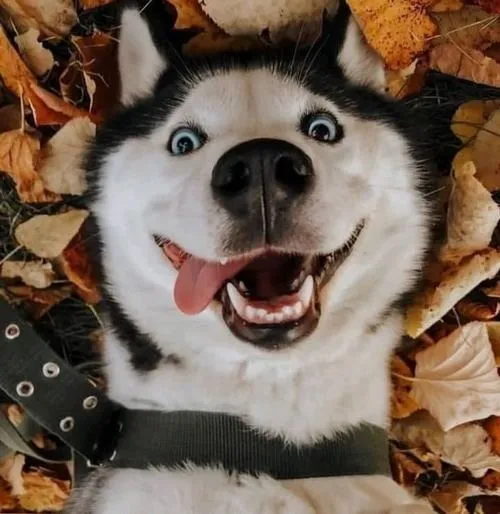 Ảnh đại diện chó mang vibe thân thiện cho mạng xã hội hằng ngày