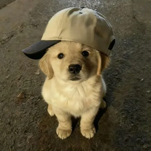 Hình đại diện chó cute làm nổi mũi chó nhỏ xinh