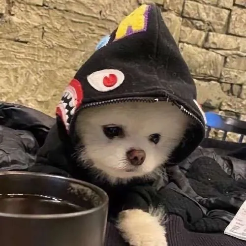 Avatar chó dễ thương nghệ thuật làm nổi cảm xúc tự nhiên