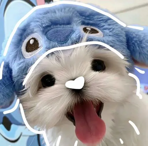 Avatar chó và cách thể hiện cá tính nhẹ nhàng qua ánh mắt thú cưng