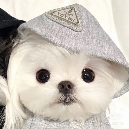 Ảnh đại diện chó xinh xắn tạo thiện cảm ngay ánh nhìn