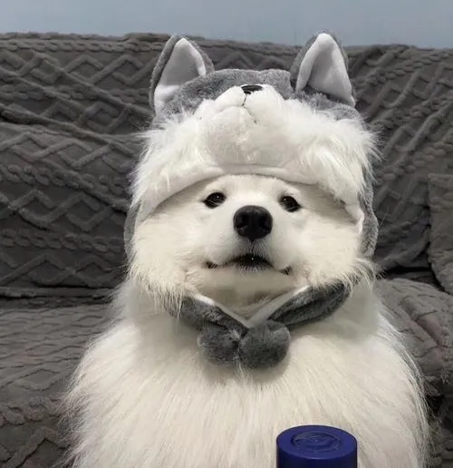 Chân dung chó nhấn bố cục tập trung vào mắt