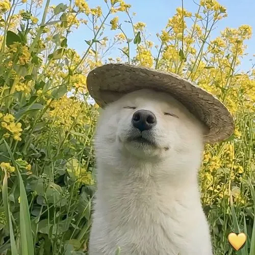 Avatar thú cưng dễ thương nhấn tai chó vểnh và vibe ấm áp