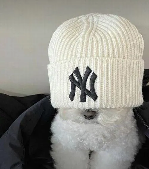 Ảnh đại diện chó đáng yêu thể hiện nhận diện riêng trên mạng xã hội