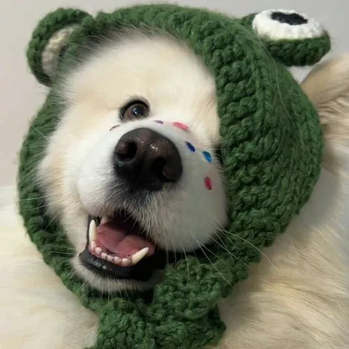 Hình profile chó xinh xắn phối màu lông hài hòa