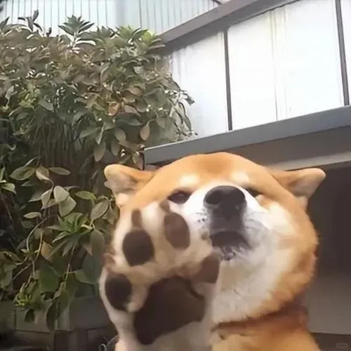 Avatar chó dễ thương tạo nhận diện thân quen