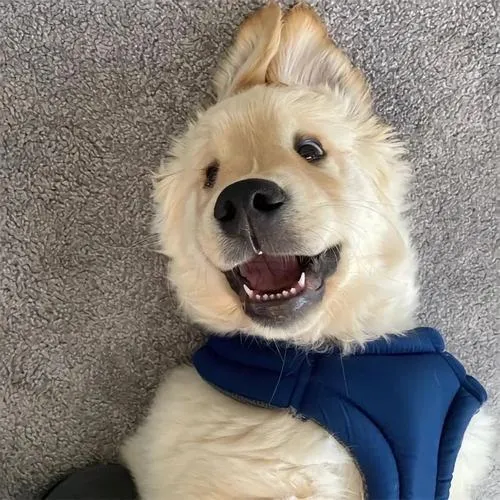 Chó Poodle khoe bộ lông xoăn mang phong cách ngọt ngào