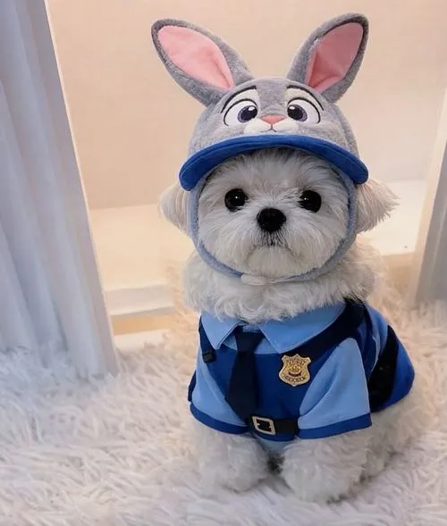 Chó biểu cảm truyền tải năng lượng tích cực và vui tươi