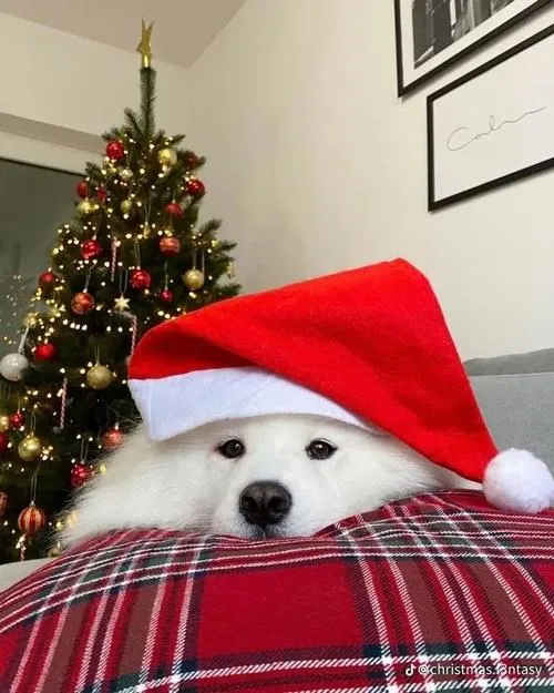 Ảnh đại diện chó đơn giản nhưng đủ tạo dấu ấn riêng cho profile