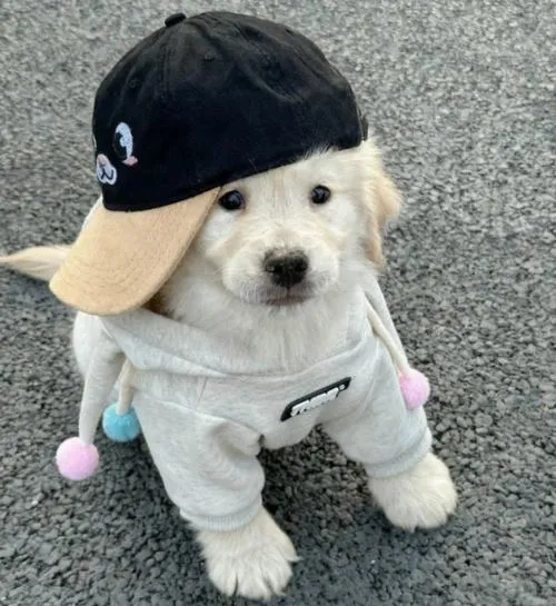 Ảnh đại diện cún đáng yêu tập trung mắt chó tròn long lanh