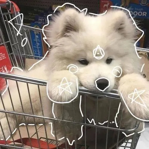 Ảnh profile chó xinh xắn tôn khuôn mặt và màu lông sáng