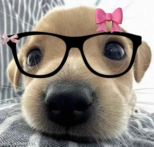 Chó Golden Retriever mang vibe ấm áp và cảm giác thân quen