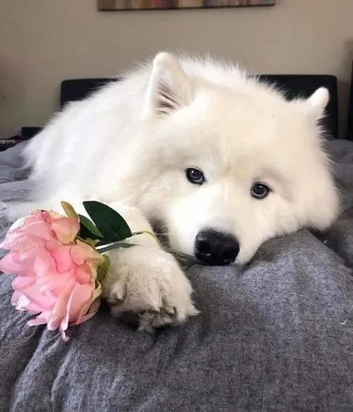 Chó Shiba với ánh mắt lanh lợi tạo nét tinh nghịch