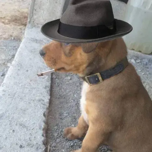 Một khoảnh khắc chụp lén của chó mắt lé mang cảm giác nhìn là muốn cười