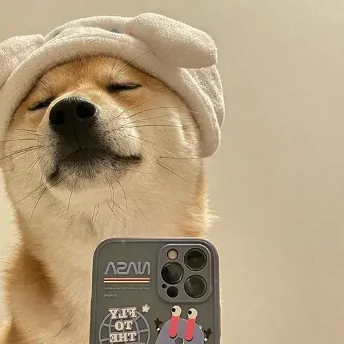 Avatar chó meme hài nhìn một lần là muốn đổi ảnh đại diện liền