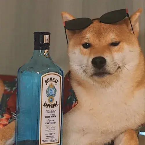 Avatar chó meme hài cho hội thích nhây và sống hơi lầy