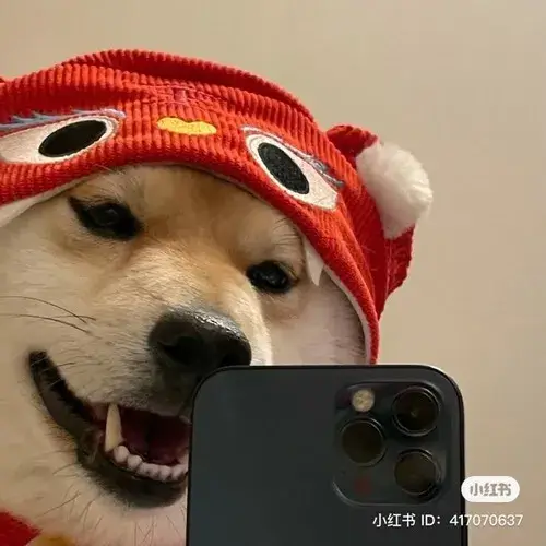 Khung hình chó thể hiện cảm xúc theo kiểu ngớ ngẩn rất giải trí