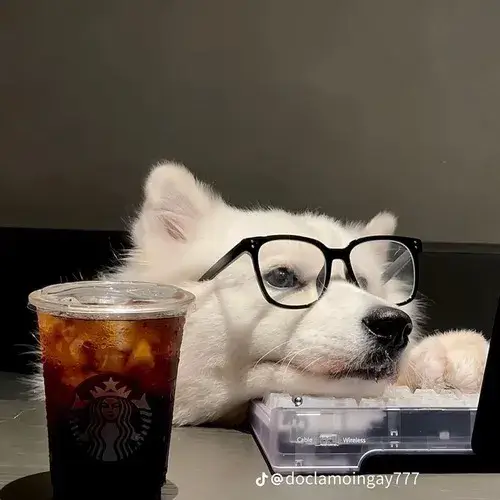 Hình profile chó khai thác đầu chó và tai chó theo kiểu hài