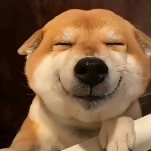 Avatar thú cưng hài nhấn biểu cảm khuôn mặt cực kỳ ngớ ngẩn