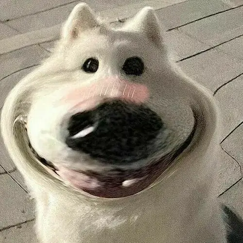 Hình chó meme mang vibe giải trí và gần gũi cộng đồng