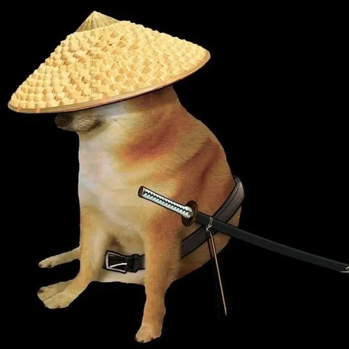 Một khoảnh khắc chụp lén khiến chó meme vô tri trở nên nổi tiếng