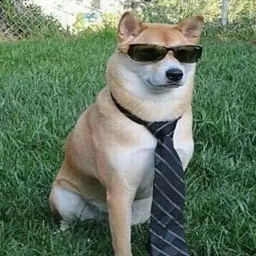 Ảnh đại diện chó khai thác góc chụp lệch cùng màu sắc nhạt hài hước