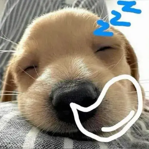 Avatar thú cưng hài tập trung ánh mắt đơ và nụ cười gượng