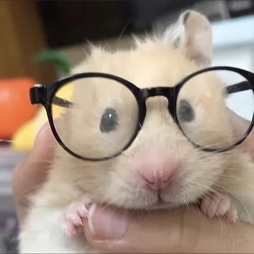 Nét tròn tăng độ thân thiện cho chuột hamster đáng yêu